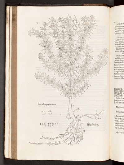 BT3.267.5 S.78 Wacholder, Illustration aus De historia stirpium commentarii insignes von Leonhart Fuchs, 1542 von Heinrich and Meyer, Albert Fullmaurer